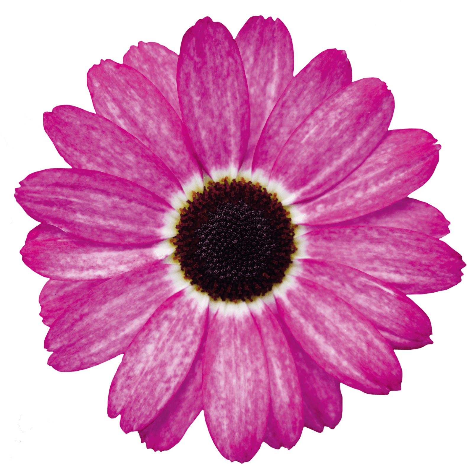 Click - African Daisy (1840x2316), Png Download
