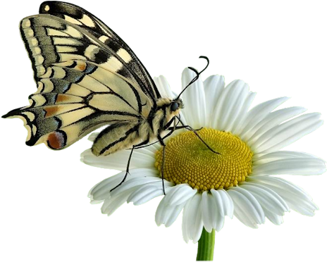 Btfly On White Daisy - Common Daisy (532x400), Png Download