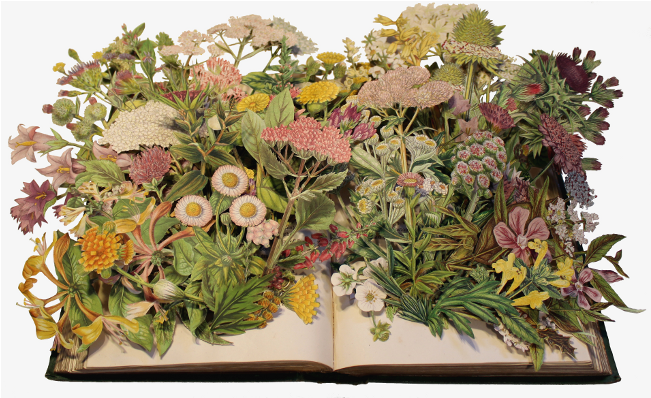 Flowering Plants Of Great Britain - Collage (940x460), Png Download