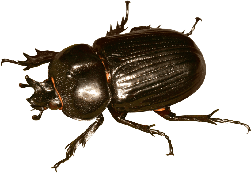 Free Png Beetle Bug Png Images Transparent - Beetle Bug Png (850x613), Png Download
