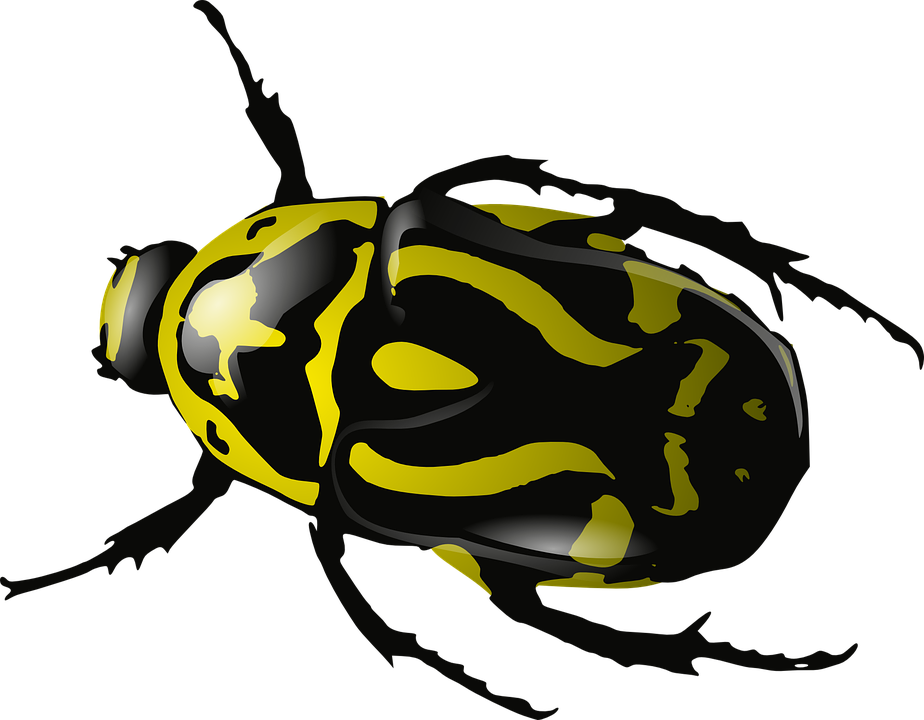 Vector Beetle - Clip Art Beetle (924x720), Png Download