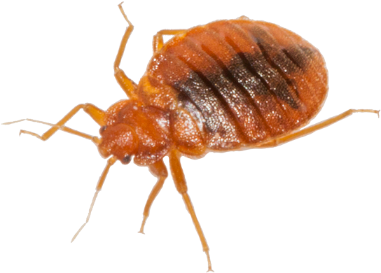 Bed Bug Download Png Image - Bed Bugs In Png (584x500), Png Download