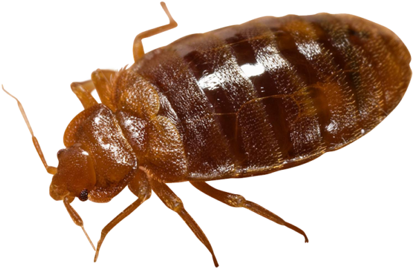 Bed Bug Png (600x402), Png Download