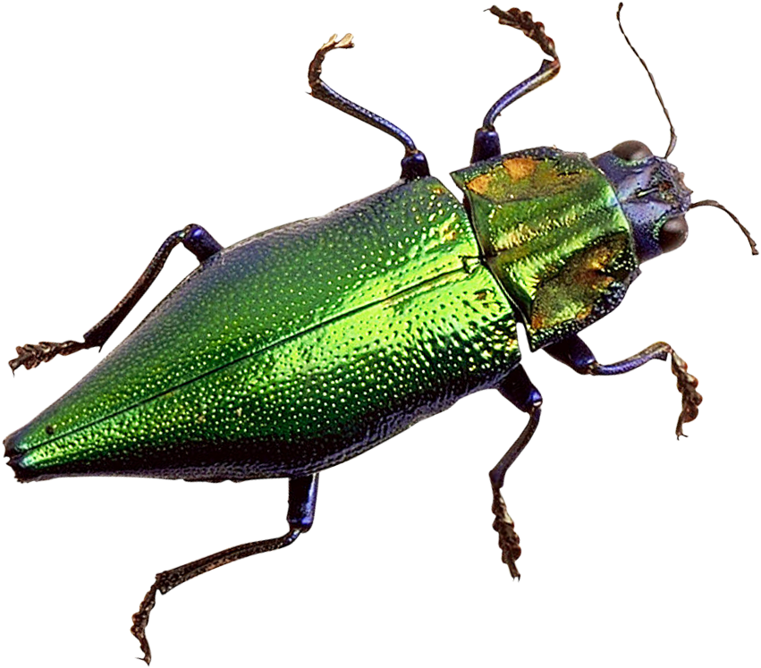 Bug Png Transparent Image - Dangerous Png (500x443), Png Download