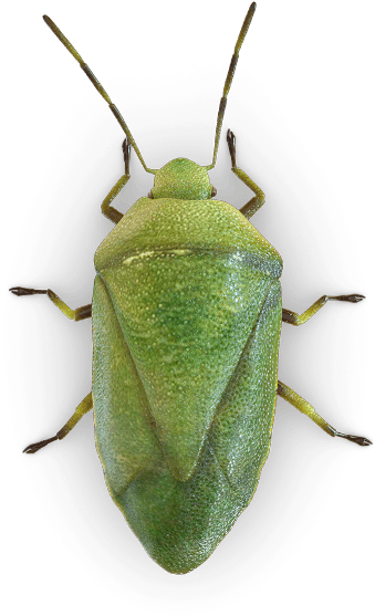 Kissing Bug Png Picture - Chinche Verde Png (425x600), Png Download