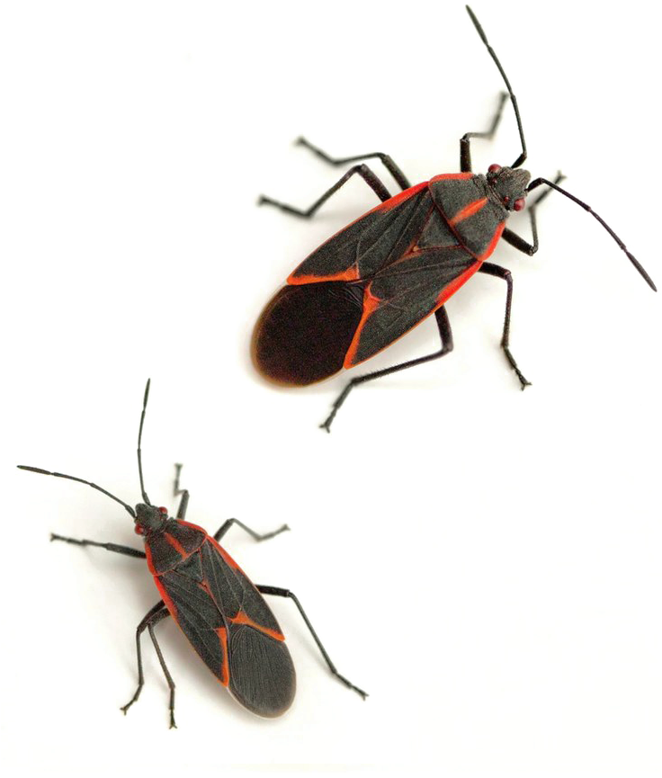 Boxelder Bug Png Image Background - Common Insects (735x1102), Png Download
