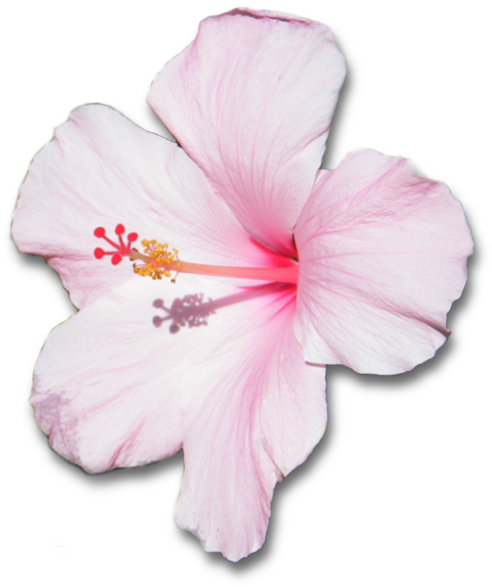 Flower With Shadow By - White And Pink Hibiscus Flower (894x894), Png Download