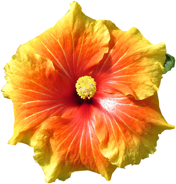 Hibiscus, Flower, Tropical, Summer, Cut Out - Hawaiian Hibiscus (706x720), Png Download