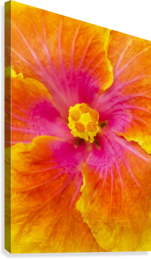 Close Up Macro Shot Of A Beautiful Orange Pink And - Honolulu (299x511), Png Download