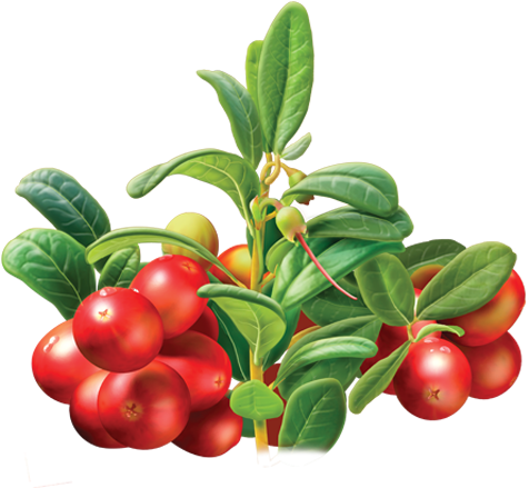 Native To North America, The Hardy And Tangy-tasting - Alvita Tea Organic Cranberry Herbal Tea Bags, 24 Count (479x500), Png Download