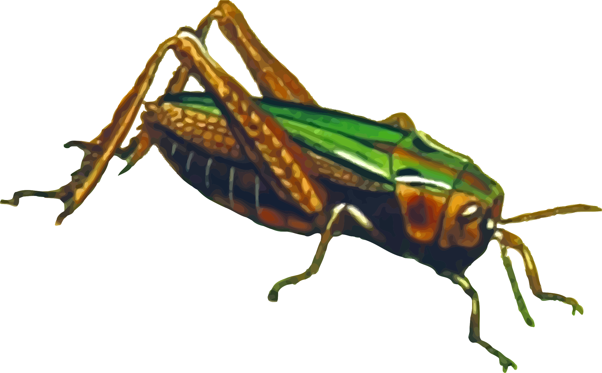 Grasshopper Png File - Grasshopper .png (2400x1488), Png Download