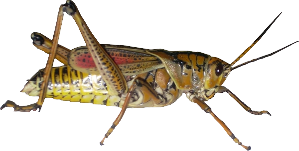Download - Grasshopper Png (600x304), Png Download