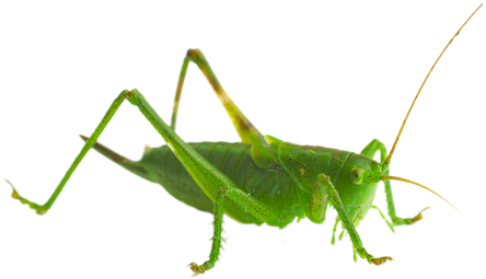 Grasshopper - Sprinkhaan Vs Krekel (445x355), Png Download