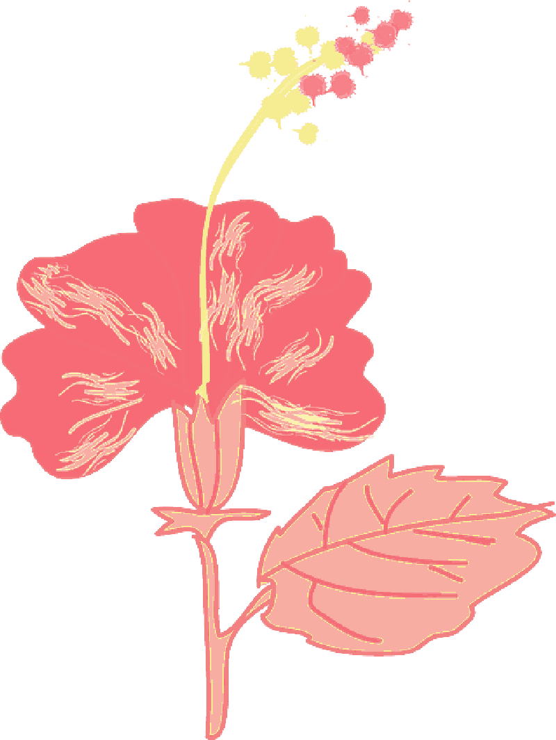 Mb Image/png - Hibiscus In Cartoon (800x1064), Png Download