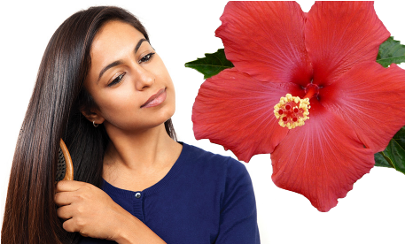 How To Use Hibiscus Flower For Hair - Hibiscus Flower (456x286), Png Download