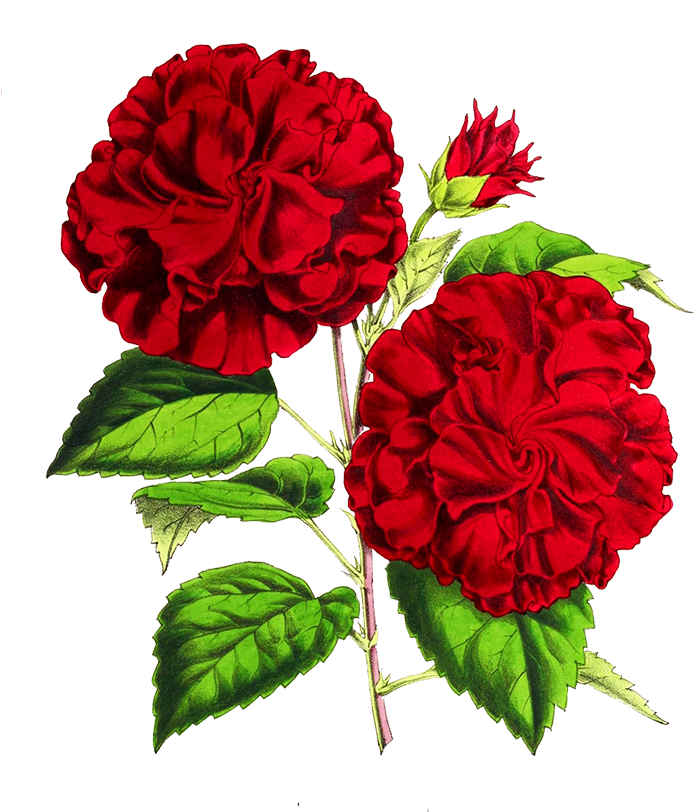 Scrapbooking Hisbiscus Flower - Garden Roses (737x827), Png Download