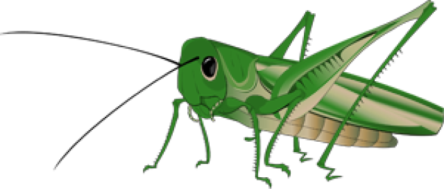 Graphic Royalty Free Download Cricket Insect At Getdrawings - Grasshopper Png (640x272), Png Download