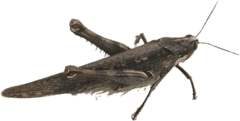 Bird Grasshopper - Grasshopper (800x412), Png Download