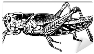 Grasshopper Wall Mural - Shutterstock (400x400), Png Download