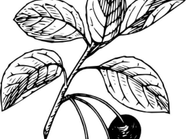Cranberry Clipart Black And White - Cherry Clip Art (640x480), Png Download
