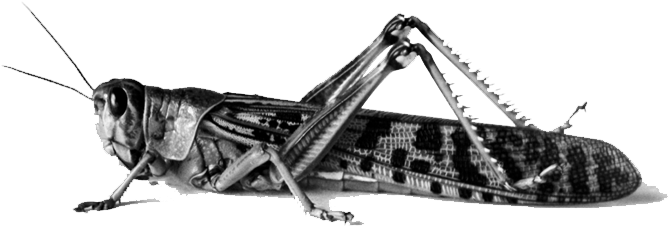 Halal Insects In Islam (720x360), Png Download