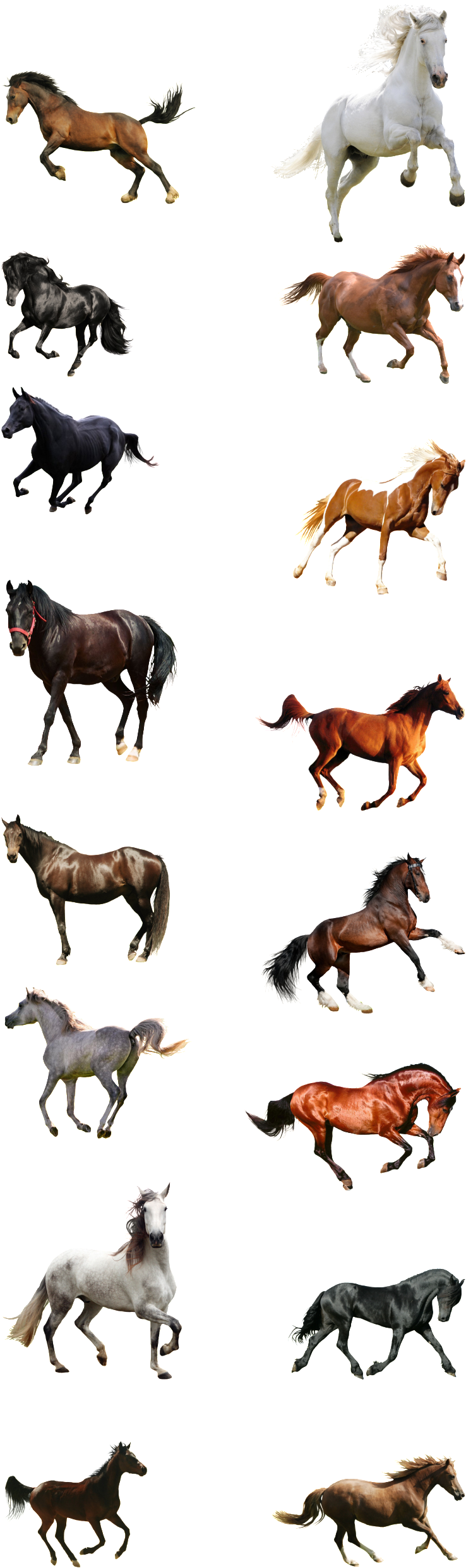 Horse (1024x2666), Png Download