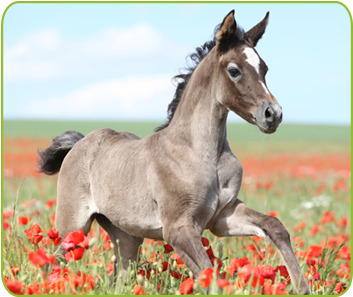 Breeding And Your Horse - Poppy (560x350), Png Download