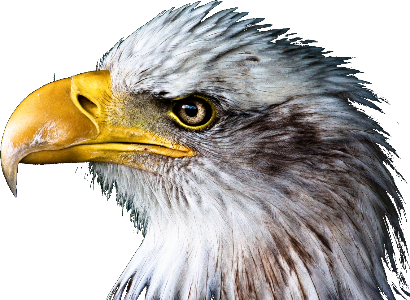 Ave-sinfondo - Bald Eagle Throw Blanket (1595x1171), Png Download