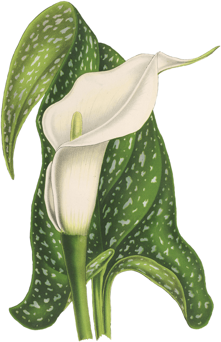 Calla Flower Drawing - Bloom Flower Vintage Png (845x1280), Png Download