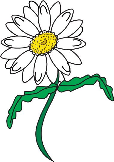 How To Draw Daisy Flower - Daisy Flower Drawing (678x600), Png Download