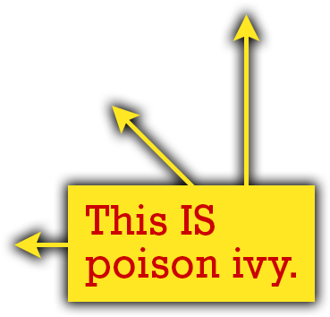 But This Oak Tree Has A Poison Ivy Vine Climbing Up - Quiz (900x600), Png Download