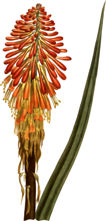 Red Hot Poker Aloes Plant Stem - Clip Art (362x749), Png Download