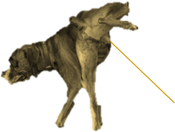 Peeing Boxer Dog With Testicles, Penis And Urine-stream (625x417), Png Download
