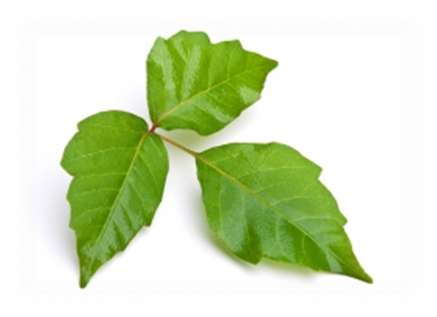 Poison Ivy And Plant Stem Cell - Herbe À La Puce (437x317), Png Download