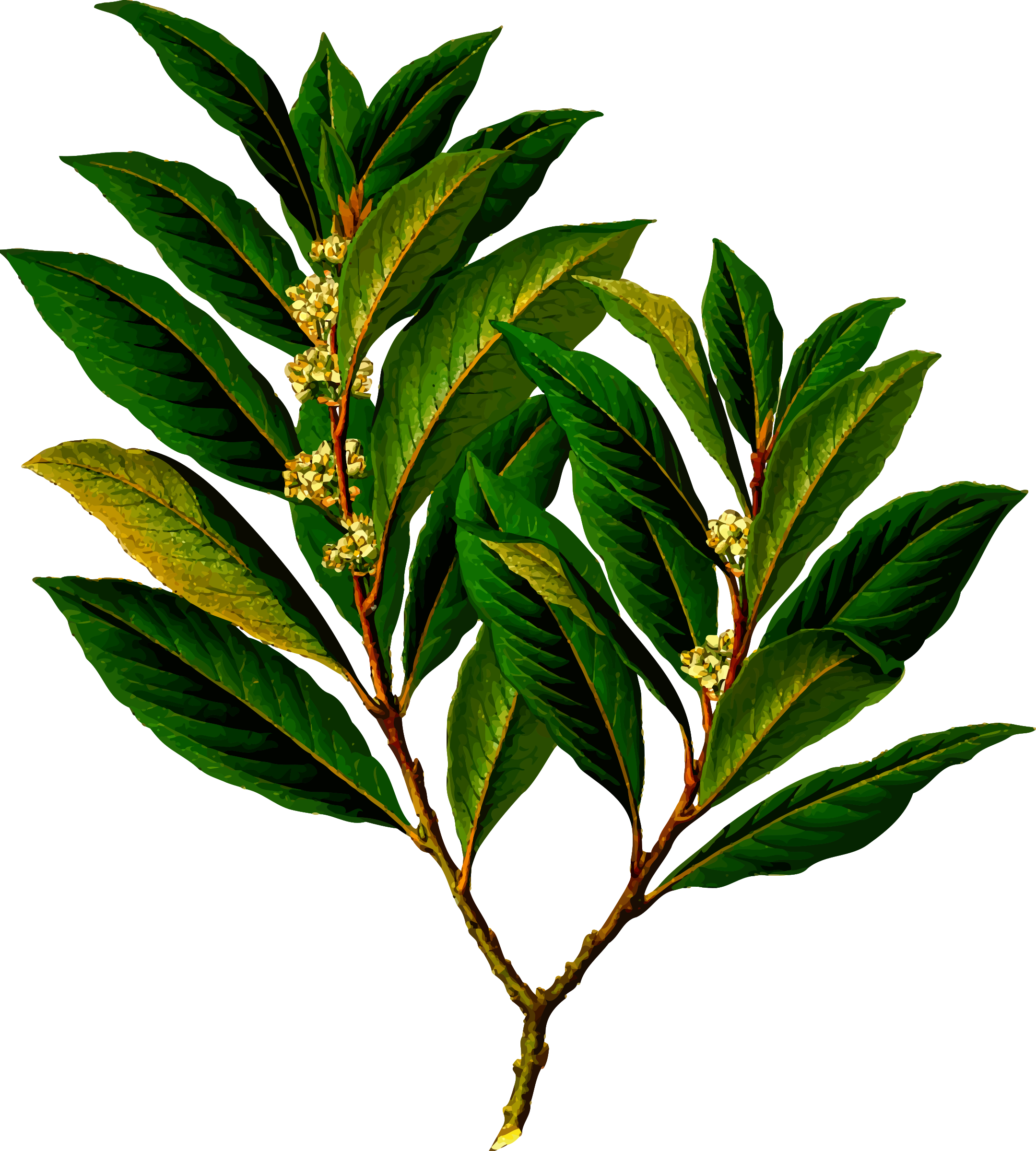 Freetoedit Png Lavender Flowers With A Transparent - Bay Laurel (2160x2400), Png Download