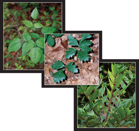 This Image Is Made Up Of Three Seperate Photos - Poison Sumac (485x456), Png Download
