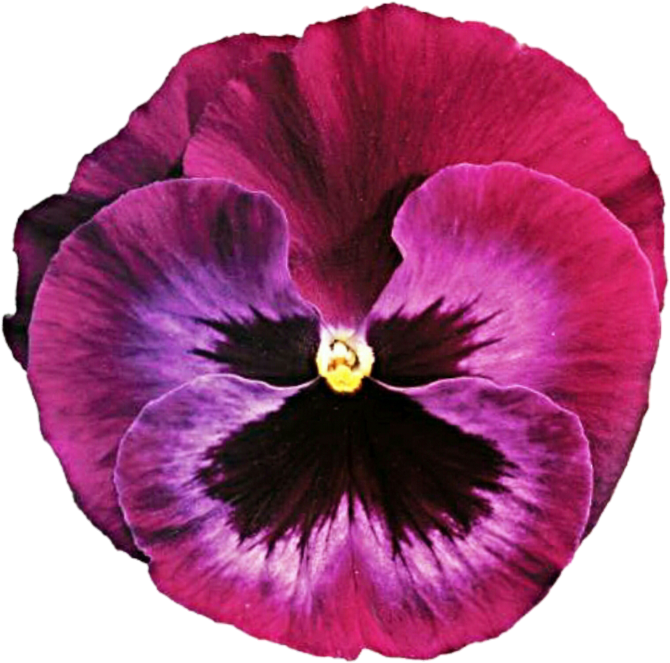 Pink Clipart Pansy - Pansy (1024x1024), Png Download