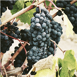 Small Thumb Sq V11 - Never A Bridesmaid, Always A Bride (400x326), Png Download