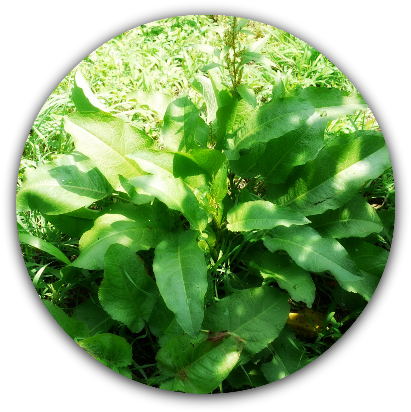 Dock - Plante Qui Pousse Dans Les Champs (1098x842), Png Download