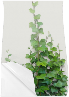 Watercolor Vines, Climbing Plant Zoom Poster 23*36 - Creeper Plants And Paintings (500x500), Png Download