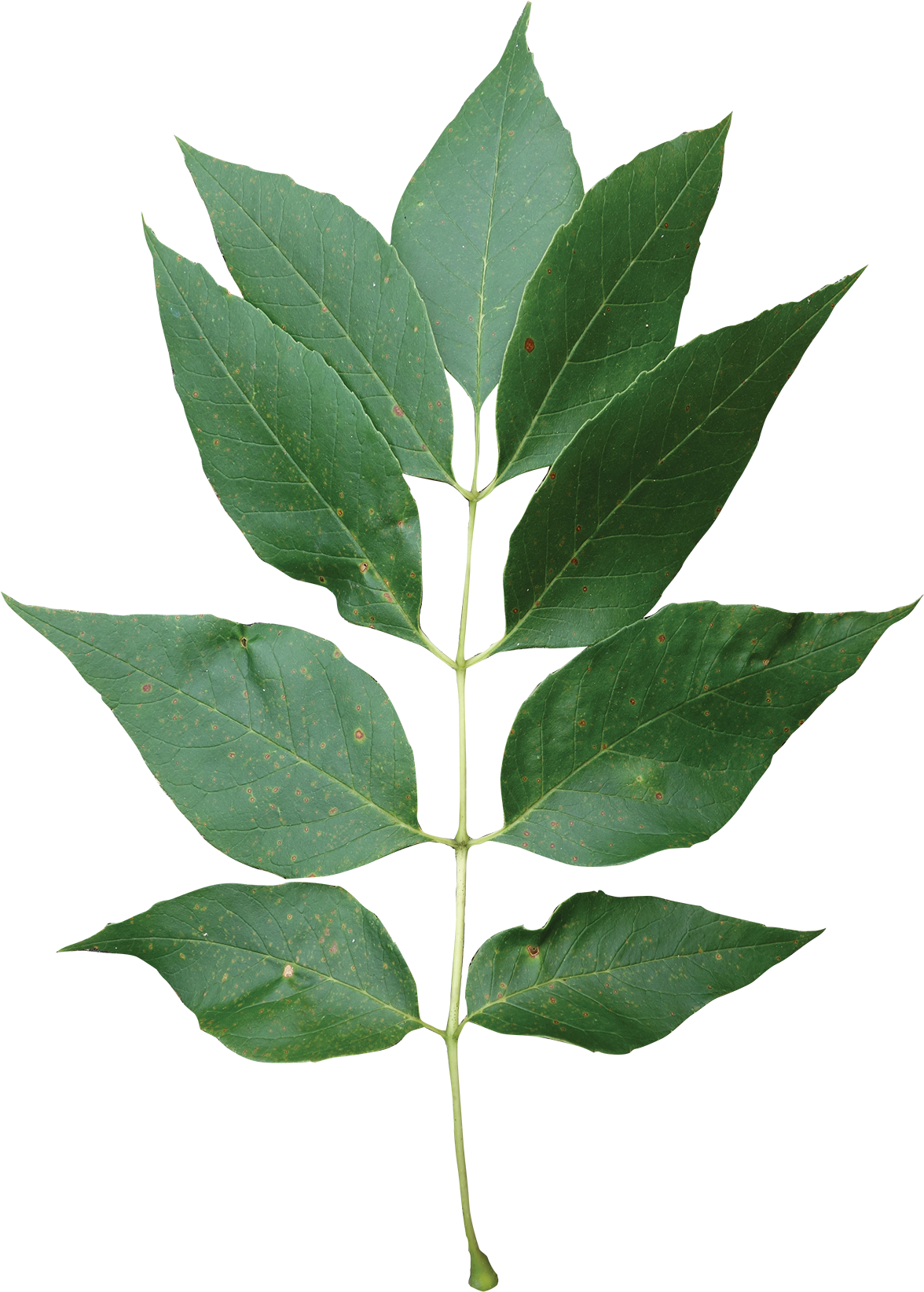 Compound - Ash Leaf Png (1200x1688), Png Download
