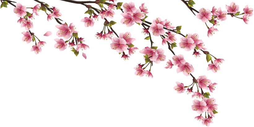 Blossom' - Yourkart Wall Decorations Stickers Size 22 X 41 Inch (821x412), Png Download