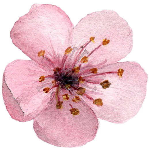 Blossom Png Clipart Background - Watercolor Cherry Blossom Flower (580x524), Png Download