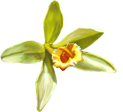 Oo Vanilla Planifolia Blossom - Vanilla Planifolia Flower (500x386), Png Download