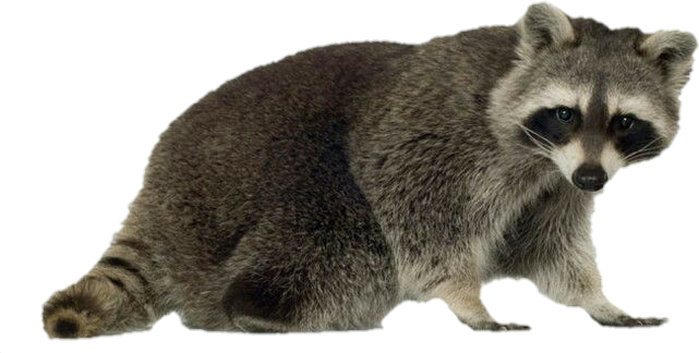 Amazing Animals Raccoons (641x324), Png Download