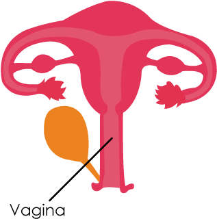 Vagina - Vagina Png (400x400), Png Download
