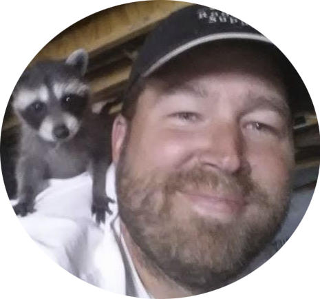 Racoon - Black-footed Ferret (465x434), Png Download