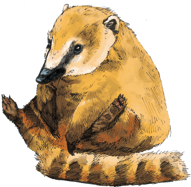 Uk Safari - North America (664x647), Png Download