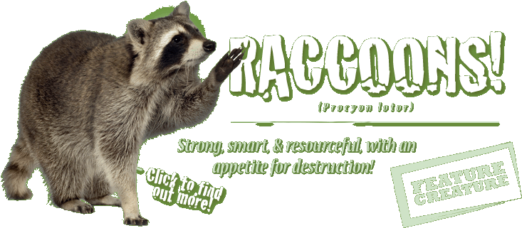 Bats, Birds, Snakes, Squirrels, Rats, Bees, Raccoons - Touch? By Molly Aloian (750x348), Png Download