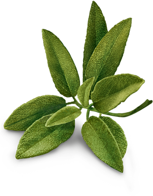 Sage Leaves Transparent (800x800), Png Download
